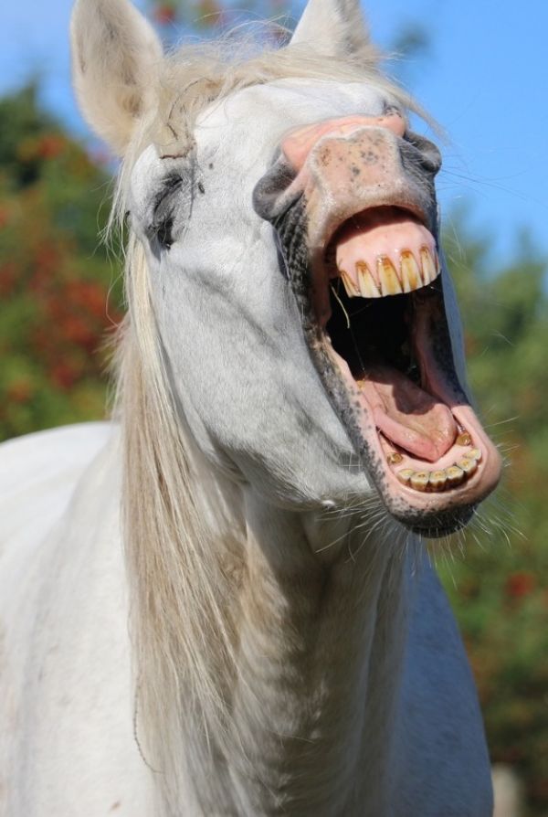 SetWidth600-yawning-old-horsepixabay